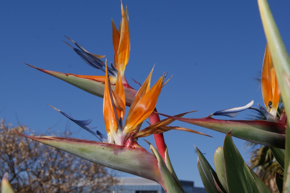 Bird of paradise