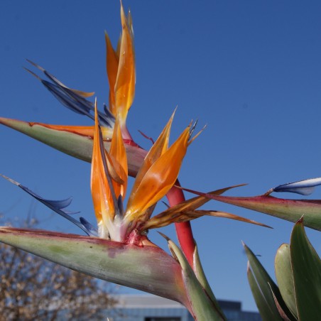 Paradijsvogelbloem