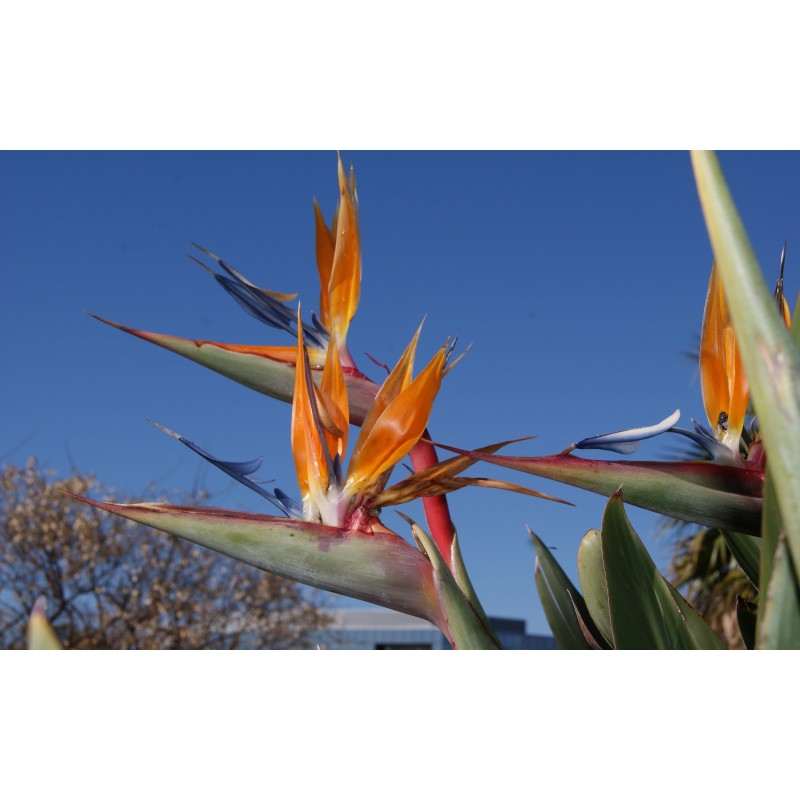 Oiseau Du Paradis Strelitzia Reginae