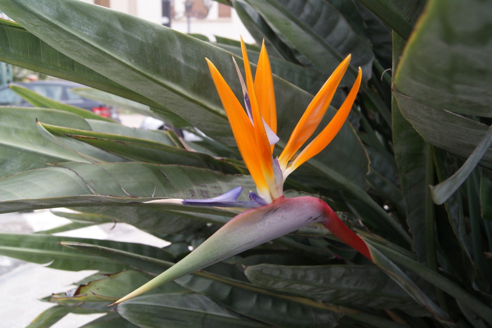 Bird of paradise