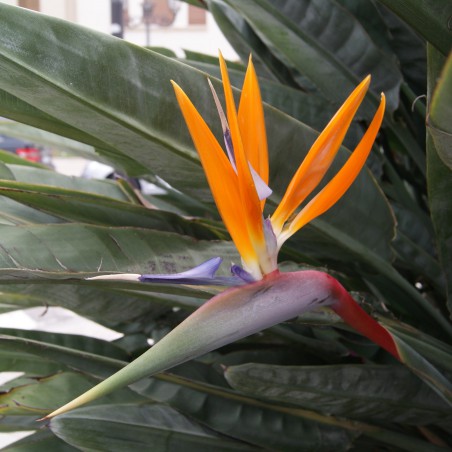 Oiseau du paradis