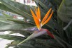 Bird of paradise