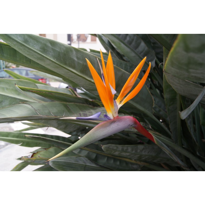 Oiseau Du Paradis Strelitzia Reginae