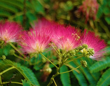 Red Persian silk tree