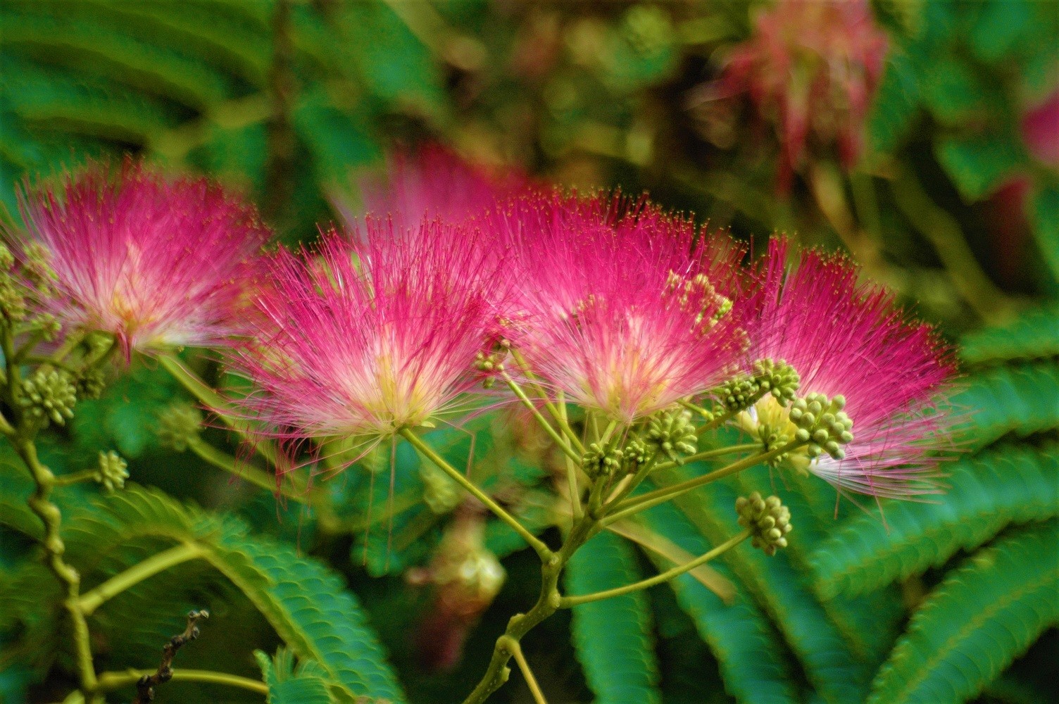 Red Persian Silk Tree Red Albizia Julibrissin