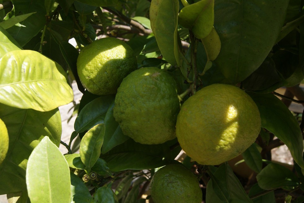 Oranger de Séville