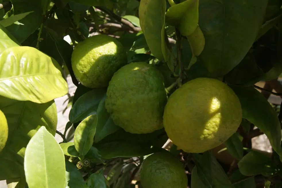 Seville orange