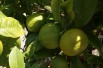 Seville orange