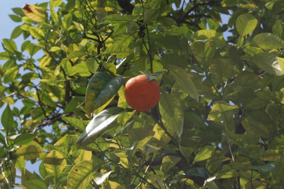 Oranger de Séville