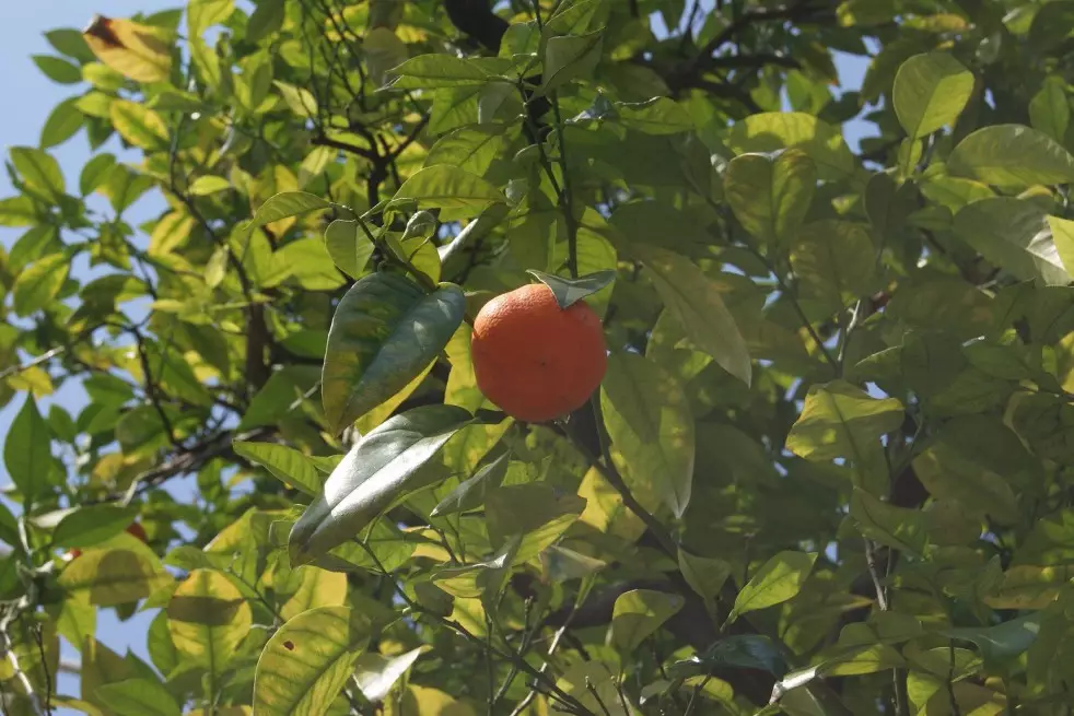 Seville orange