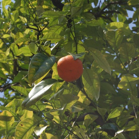 Seville orange