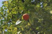 Seville orange