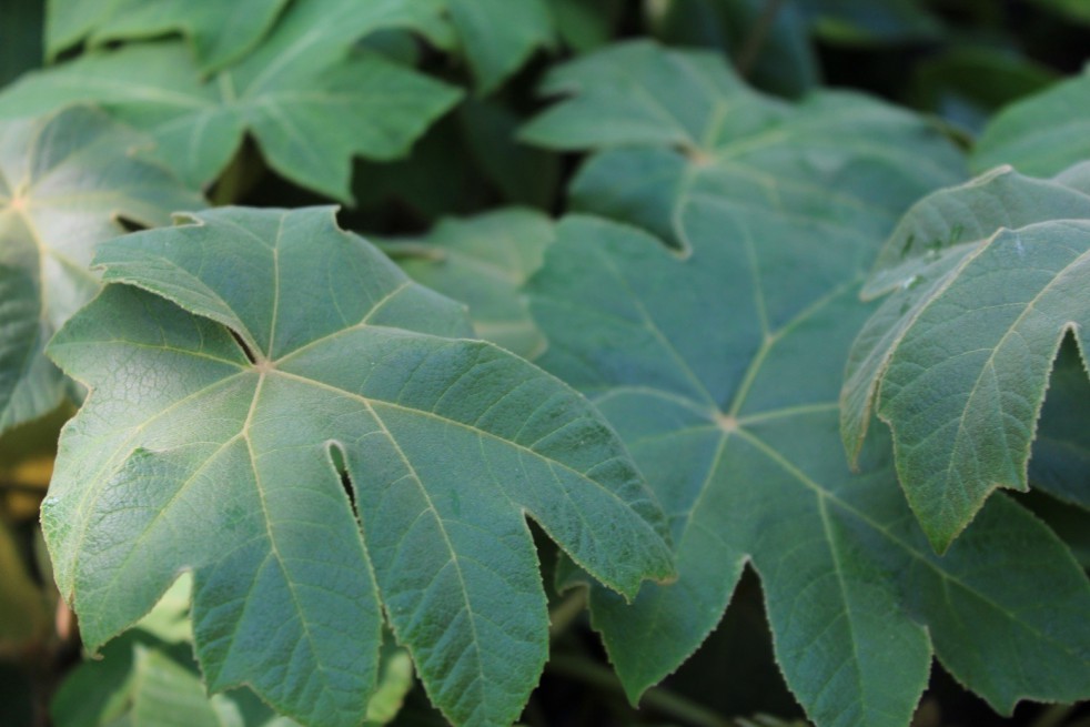 Rice-paper plant