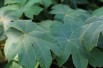 Rice-paper plant