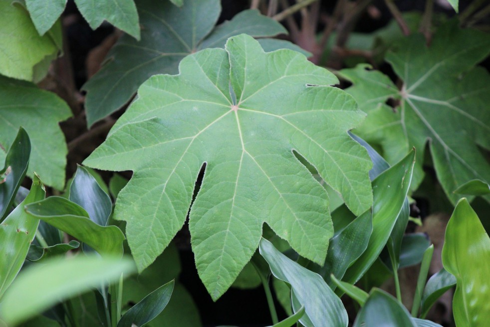 Rice-paper plant