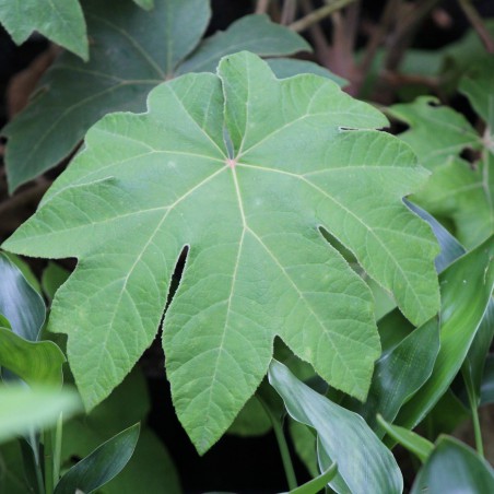 Plante à papier de riz