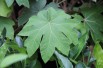 Rijstpapierplant