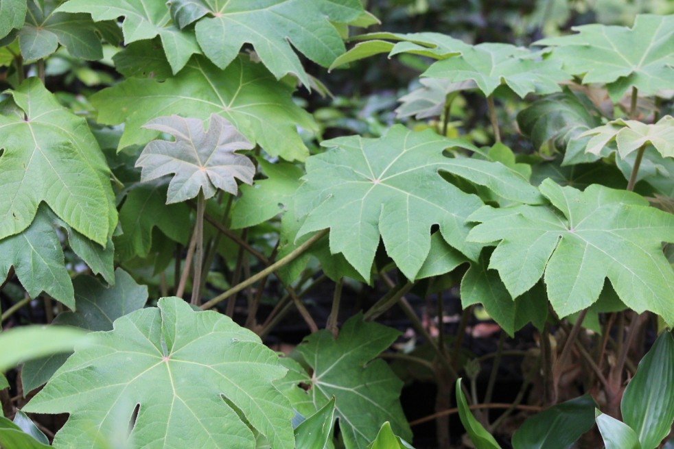 Rice-paper plant