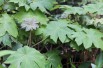 Rice-paper plant