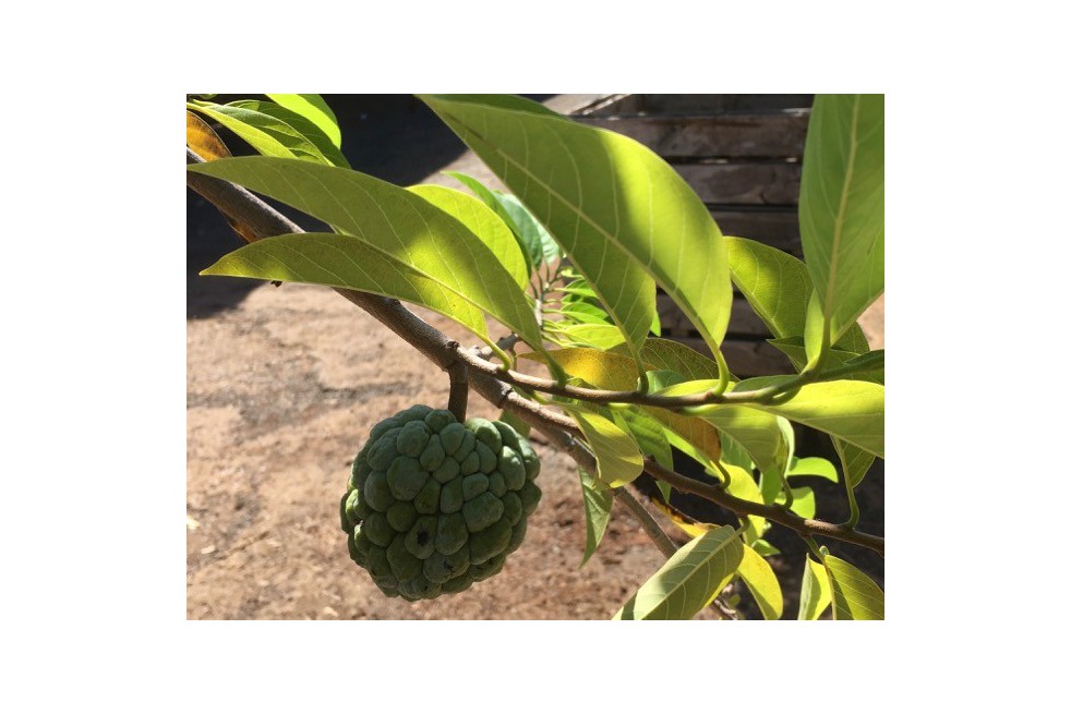 Pommier_cannelle_https://creativecommons.org/licenses/by-sa/4.0/legalcode.fr