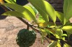  sugar_apples_sweetsops - https://creativecommons.org/licenses/by-sa/4.0/legalcode.fr