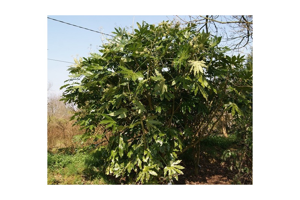 Vingerplant
