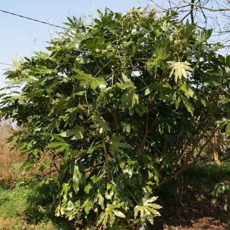 Vingerplant