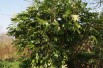 Aralia_japonica