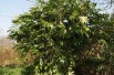 Vingerplant