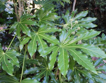 Aralia_japonica