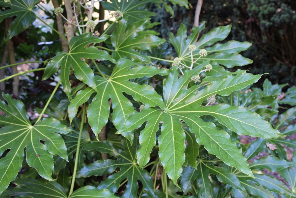 Vingerplant