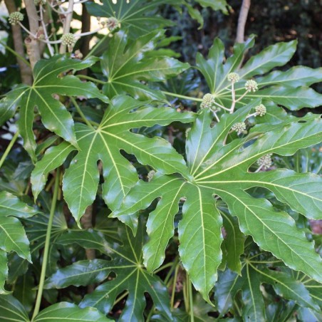 Aralia_japonica