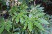 Aralia_japonica Aralia_japonica