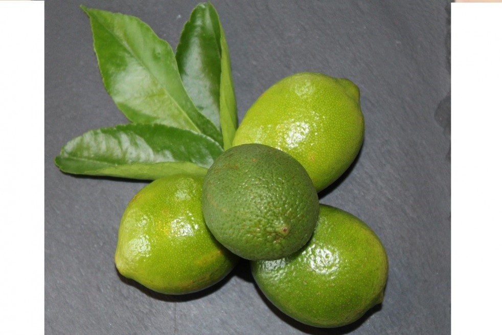 Persian lime
