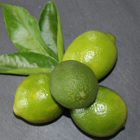 Persian lime