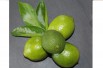 Persian lime