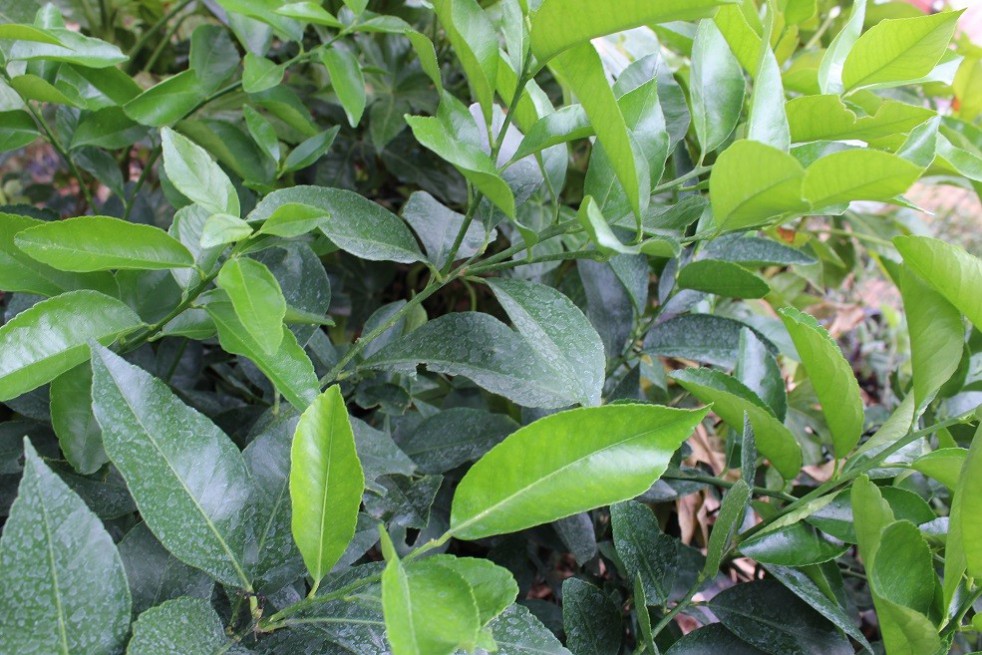 Persian lime