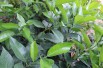 Persian lime