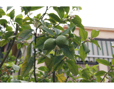Lime Tree