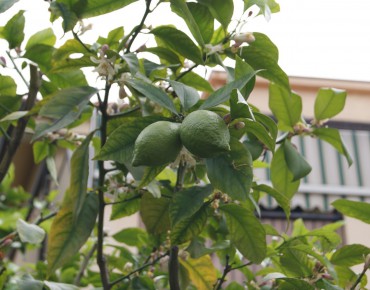 Persian lime