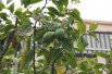 Persian lime