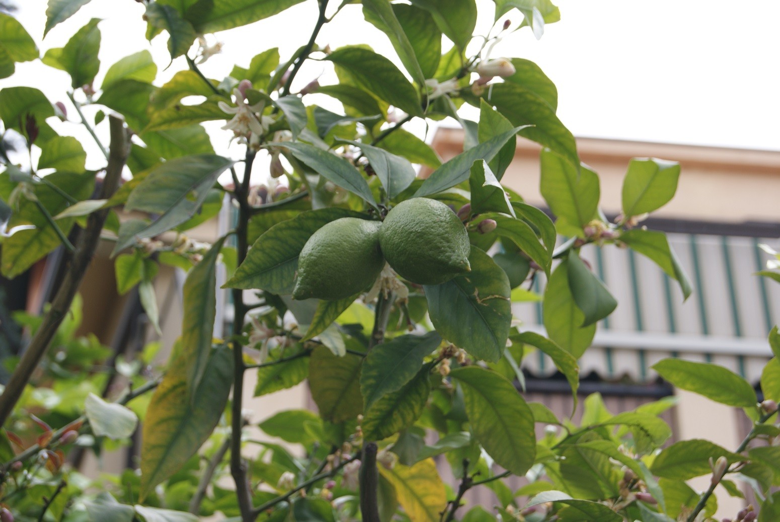 Persian lime - Citrus Latifolia Tahiti