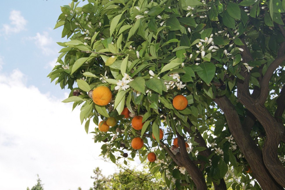 Mandarijnboom Keraji