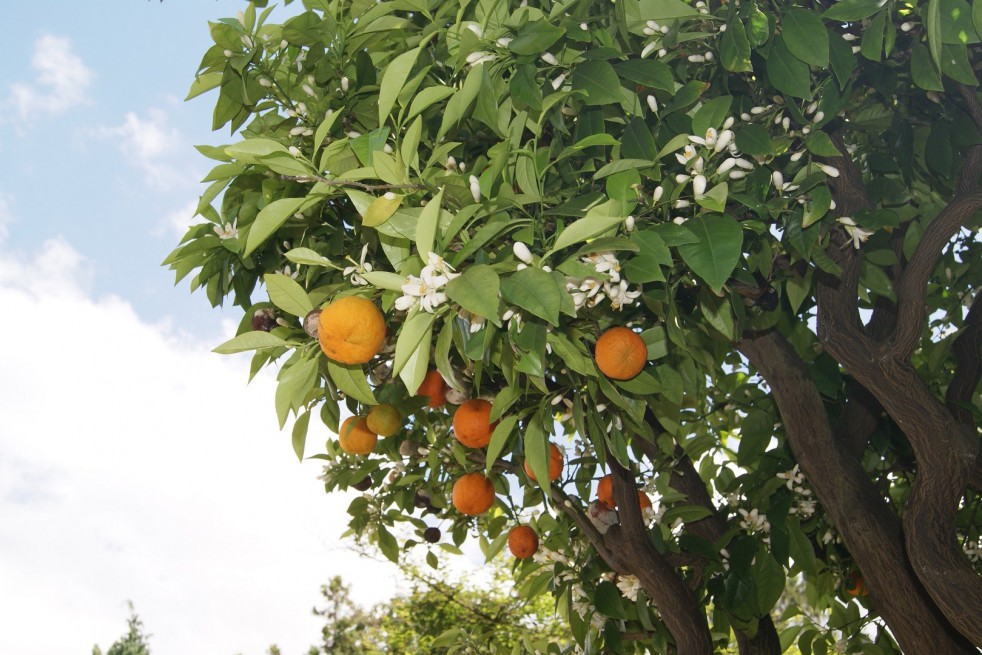Mandarin orange Keraji