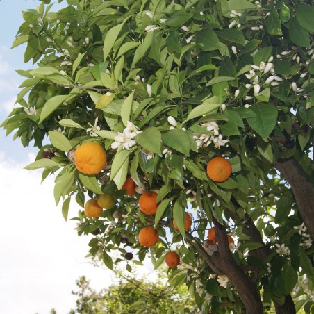 Mandarinier_Keraji