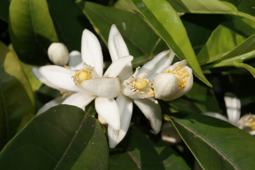 Mandarin orange Keraji