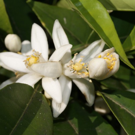 Mandarin orange Keraji