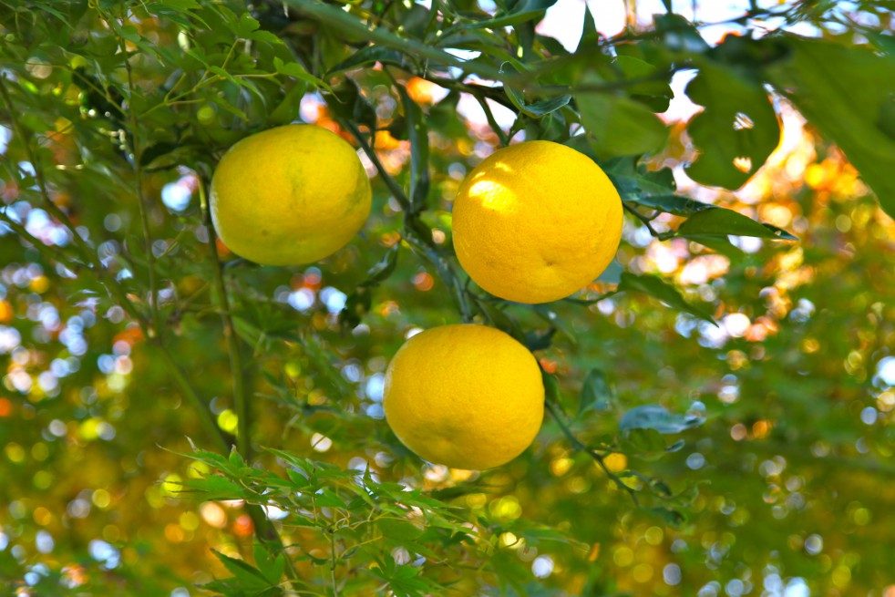 Citronnier du japon, Yuzu