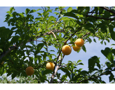 Plum tree Golden Japan