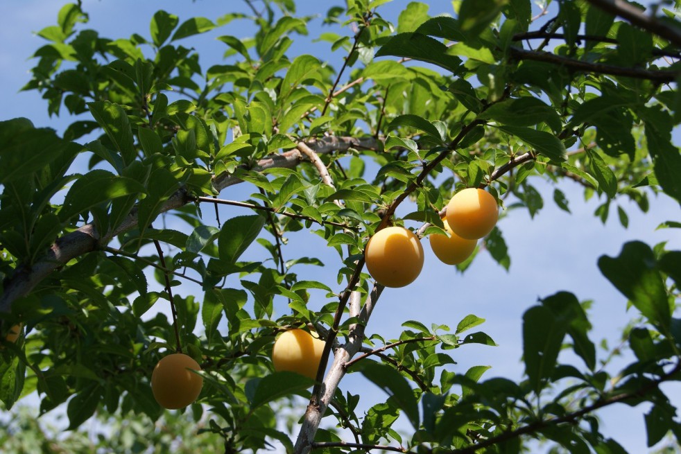 Pruimenboom Golden Japan